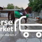 خرید فروش اسب عرب
