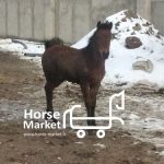 کره اسب ۶ ماهه کرد پرخون