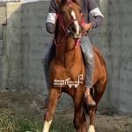 اسب نریون از سالار ۲ درهشور ۳۳ ماهه