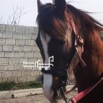 اسب کرد اصل نژادر ۳سال