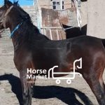 فروش اسب کوردی