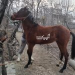 کره اسب ترکمن ۲۰ ماهه