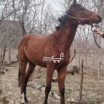 کره اسب ترکمن ۲۰ ماهه