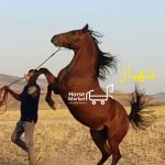 کره اسب کرد نوه شابال سنندج