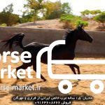 اسب عرب فروشی مادیان عرب خالص ایرانی 2 ساله
