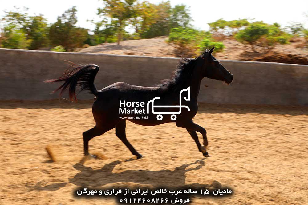 اسب عرب فروشی مادیان عرب خالص ایرانی 2 ساله