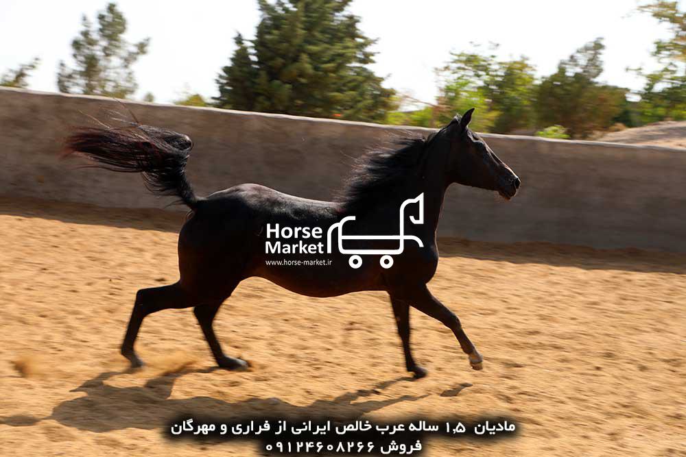 اسب عرب فروشی مادیان عرب خالص ایرانی 2 ساله