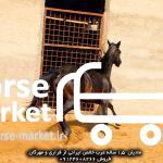 اسب عرب فروشی مادیان عرب خالص ایرانی 2 ساله