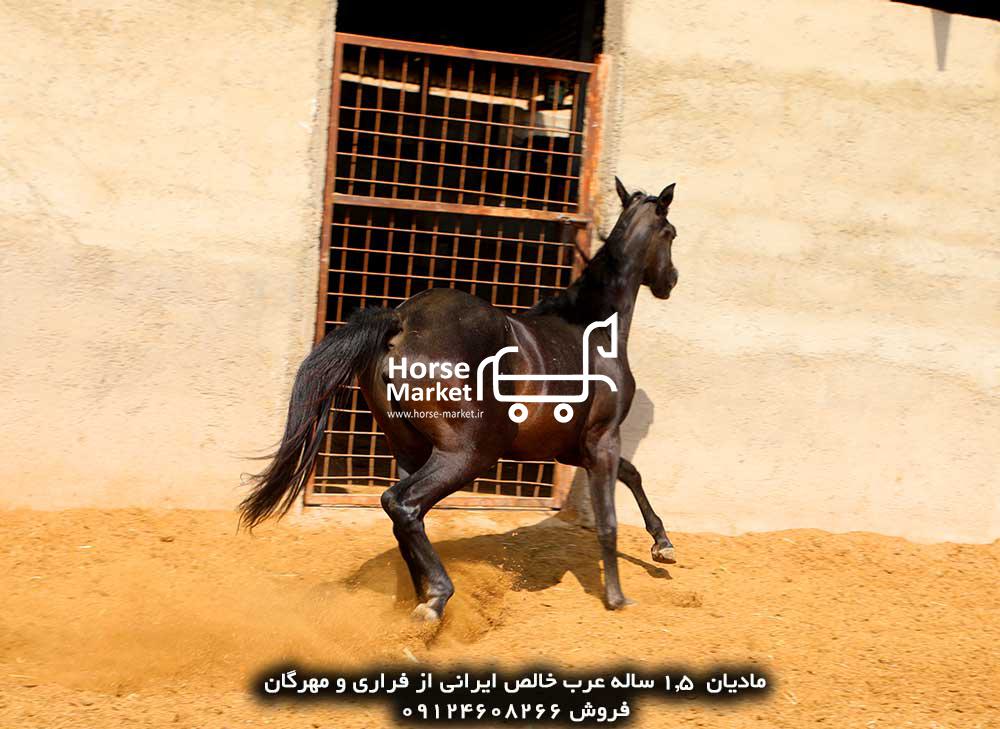 اسب عرب فروشی مادیان عرب خالص ایرانی 2 ساله