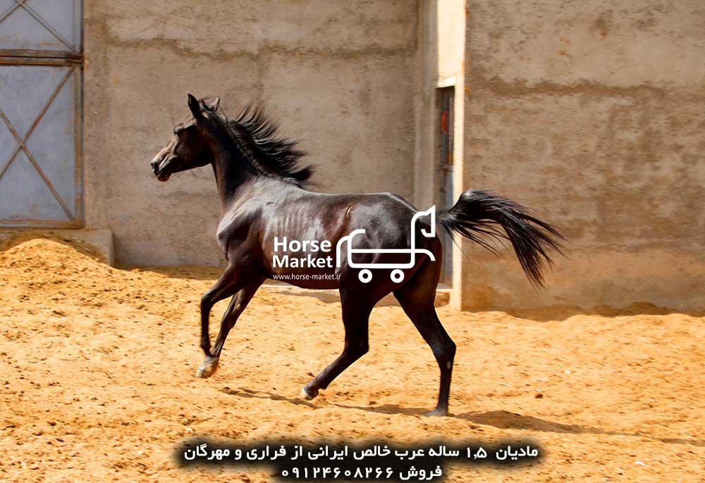 اسب عرب فروشی مادیان عرب خالص ایرانی 2 ساله
