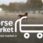فروش کره اسب اصیل عرب
