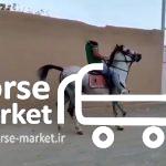 فروش اسب شورش شیراز