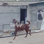 کره اسب عرب درشور