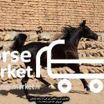 خرید اسب عرب مادیان 2 ساله خالص ایرانی مشکی
