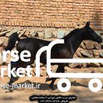 خرید اسب عرب مادیان 2 ساله خالص ایرانی مشکی
