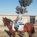 اسب ترکمن نژاد خالص یموت دارای پاسپورت پرشی