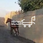 فروش اسب مادیون دره شور