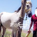 اسب ترکمن پرشی