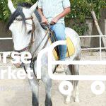 اسب ترکمن پرشی یموت نریون