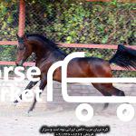 اسب عرب خالص ایرانی