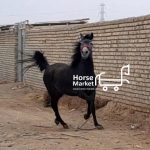 اسب نریون کرد