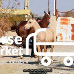 خرید و فروش اسب ترکمن صحرا 09124608266