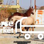 خرید و فروش اسب ترکمن صحرا 09124608266