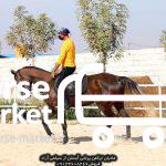 اسب پرشی ترکمن یموت