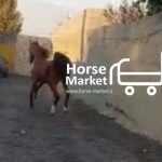 فروش اسب مادیون دره شور