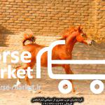 خرید اسب مادیان عرب مصری