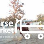 فروش اسب عرب
