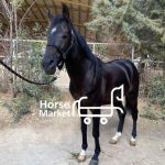 اسب پرشی ورزشی ترکمن فنوتیپ مشابه یکسر خارجی