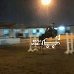 اسب پرشی ورزشی ترکمن فنوتیپ مشابه یکسر خارجی