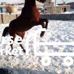 کره اسب کرد ۳ ساله