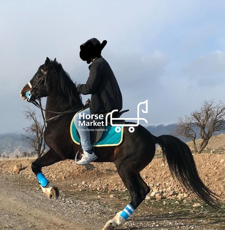 عرب ایرانی اسب