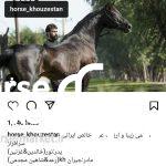 مادیان عرب خالص ایرانی