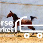 قیمت اسب های عرب در ایران 09124608266