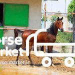 قیمت اسب های عرب در ایران 09124608266