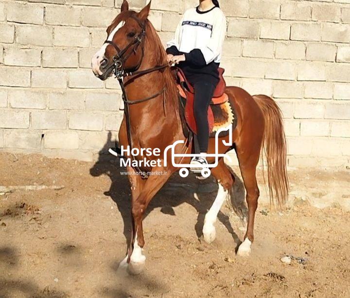 یک راس اسب عرب ایرانی پوزه دار و دم دار