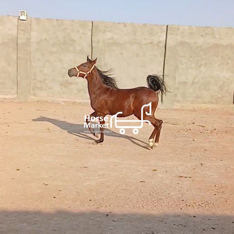 فروش کره مروان شاه